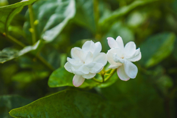 水晶茉莉養殖方法