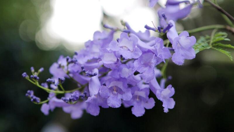 藍花楹花期什么時候