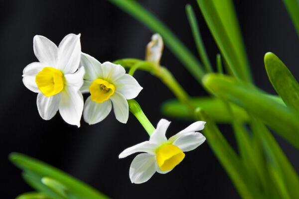 水仙花什么時候開花