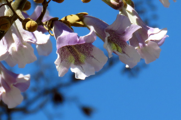 泡桐花的花語