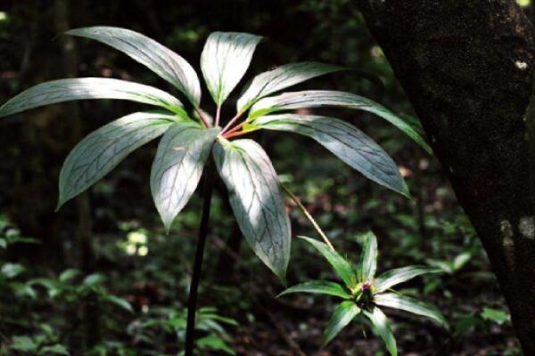 重樓種植技術