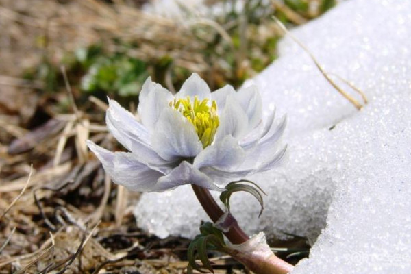 雪蓮花花語