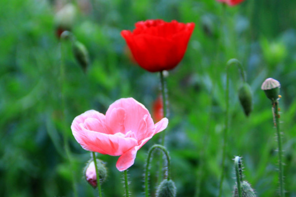 罌粟花的花語(yǔ)