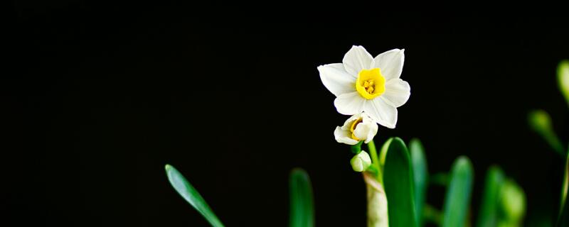 水仙花開敗后怎么處理