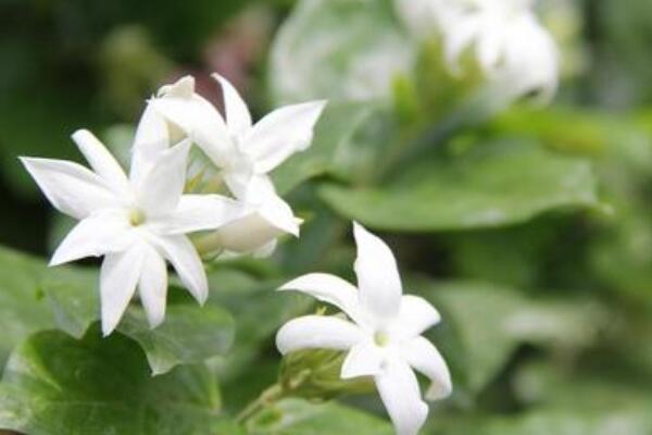 茉莉花幾月發芽