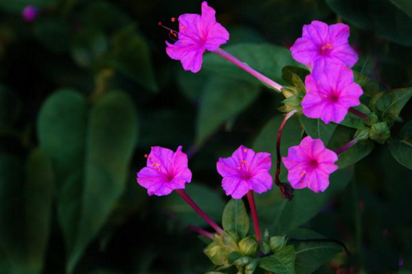 夜來香花有毒嗎