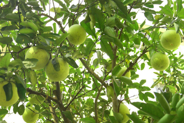 柚子樹的種植技術(shù)