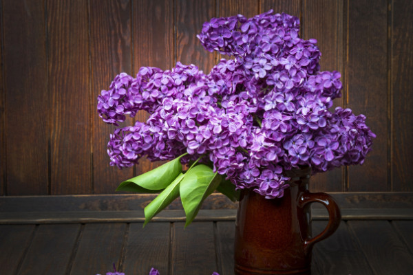 丁香花什么季節開花