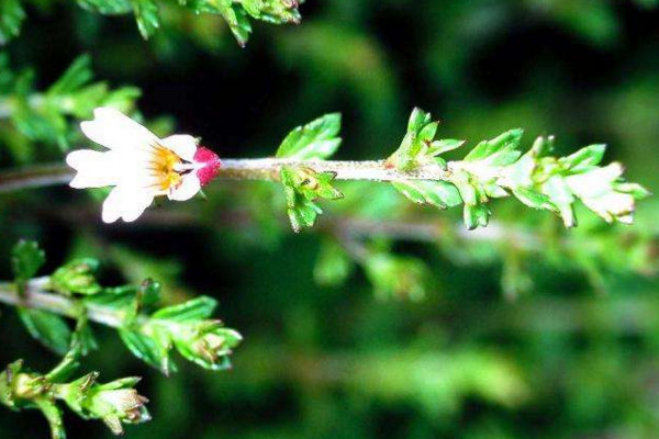 小米花的花語(yǔ)