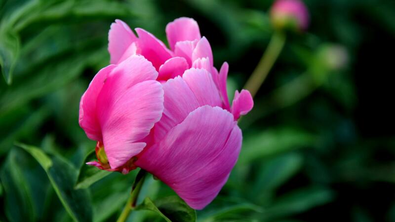 芍藥花怎么養