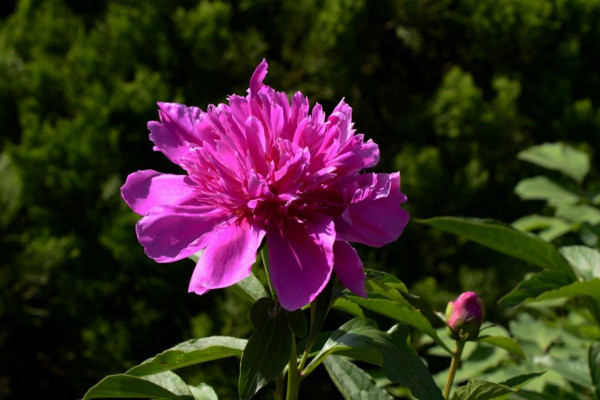 芍藥花怎么養