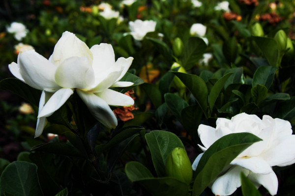 梔子花喜水嗎