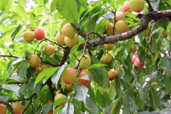 李子樹先開花還是先長葉