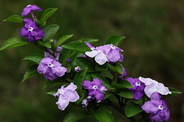 鴛鴦茉莉的花語