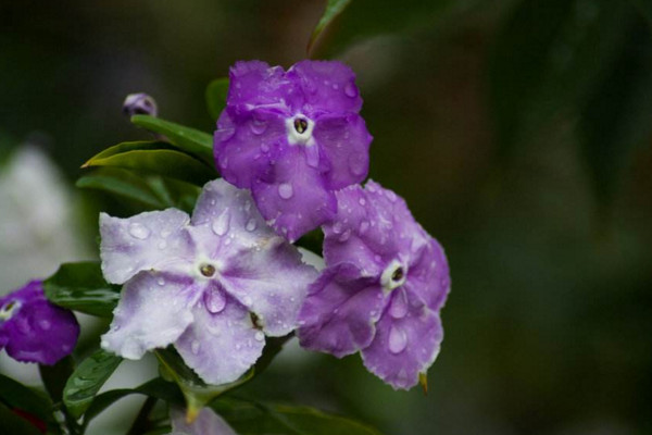 鴛鴦茉莉的花語