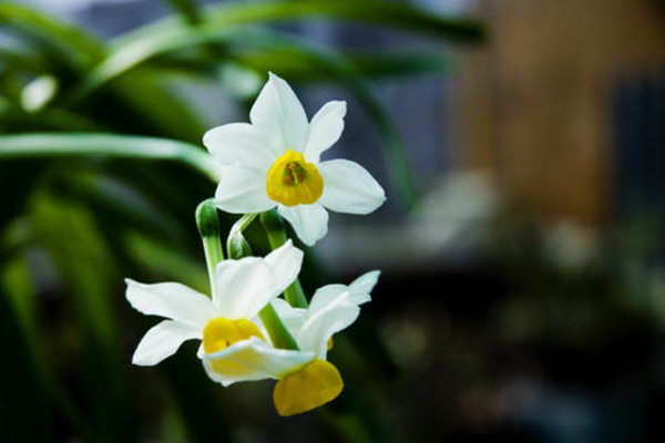 水仙開花后怎樣留明年