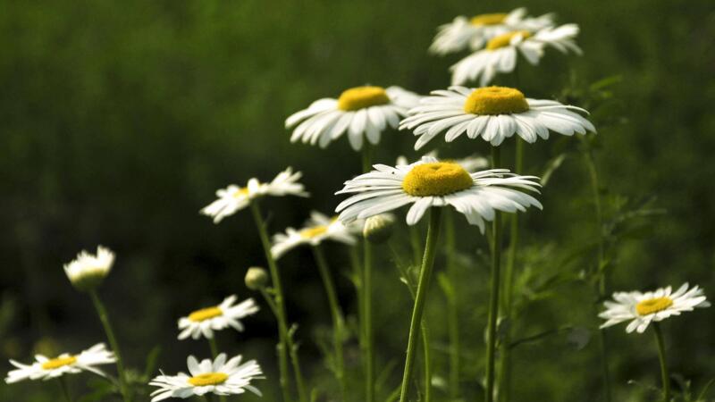 雛菊花語