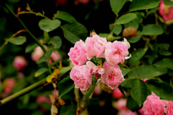 木香花和薔薇花的區別