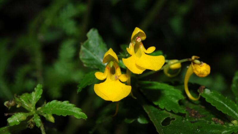 鳳仙花的生長過程