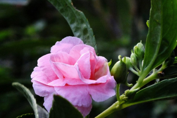 鳳仙花的生長過程