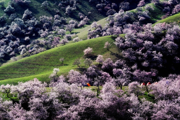 伊犁吐爾根杏花近幾年花期時間