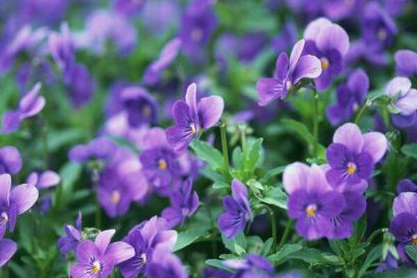 蝴蝶花幾點(diǎn)開花時(shí)間