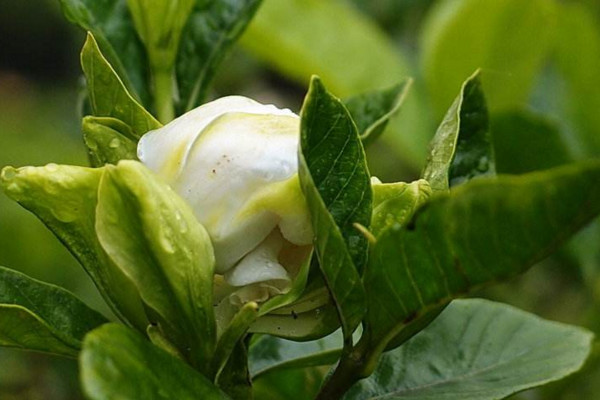 桅子花葉子都干枯怎么辦