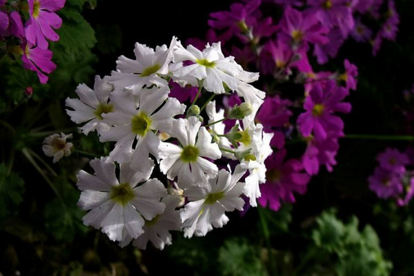 櫻草花怎么養殖