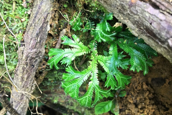 會行走的植物有哪些