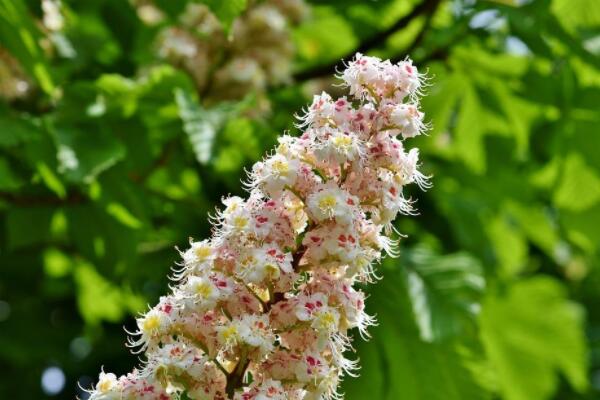 板栗樹什么時候發芽