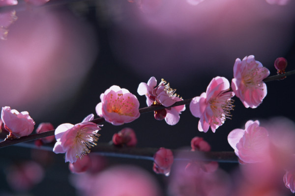 桃花開花過(guò)程