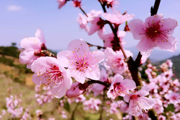 桃花開花過(guò)程