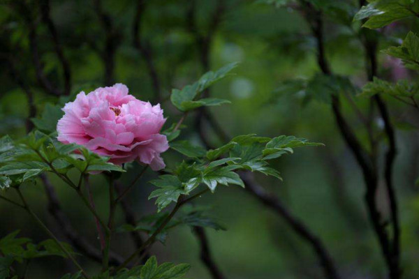 牡丹花開放時間和特點