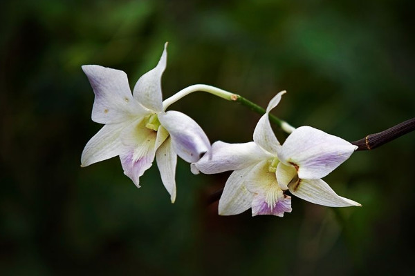 蘭花種子如何發芽