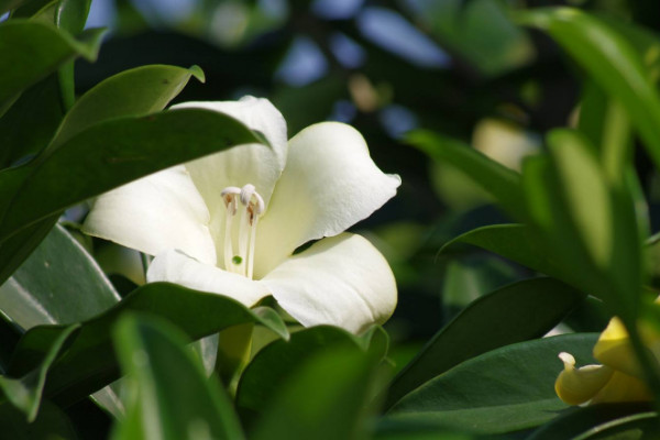 如何讓非洲茉莉開(kāi)花