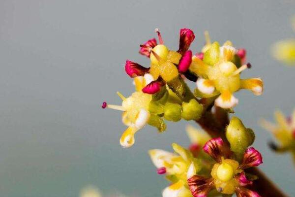 芒果開花期的管理技術