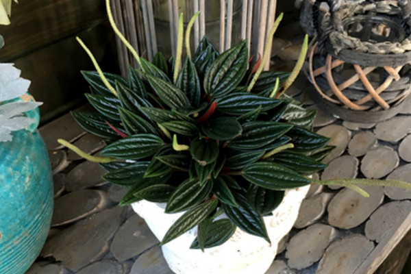 紅天使植物如何養護