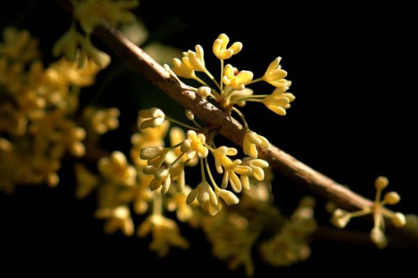 桂花樹怎么養殖