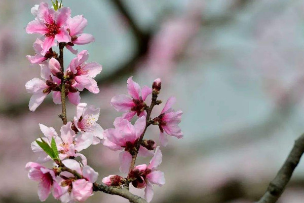 桃樹開花時能澆水嗎