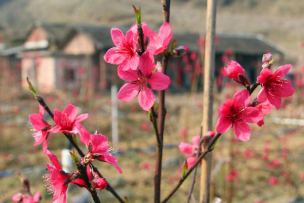 桃樹開花時能澆水嗎