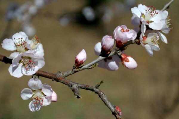 梨樹開花期間如何防凍傷