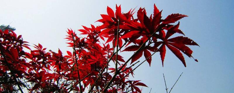 紅楓難養嗎