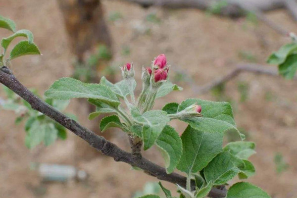 花露紅什么時候打藥