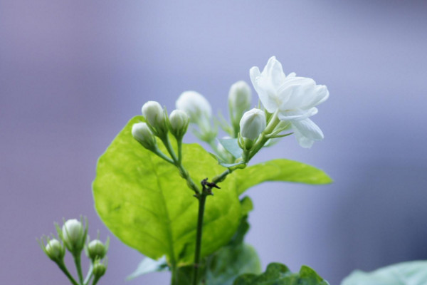 茉莉花怎么養