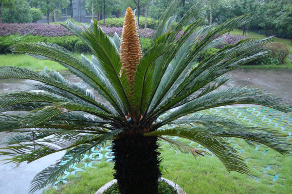 鐵樹開花嗎