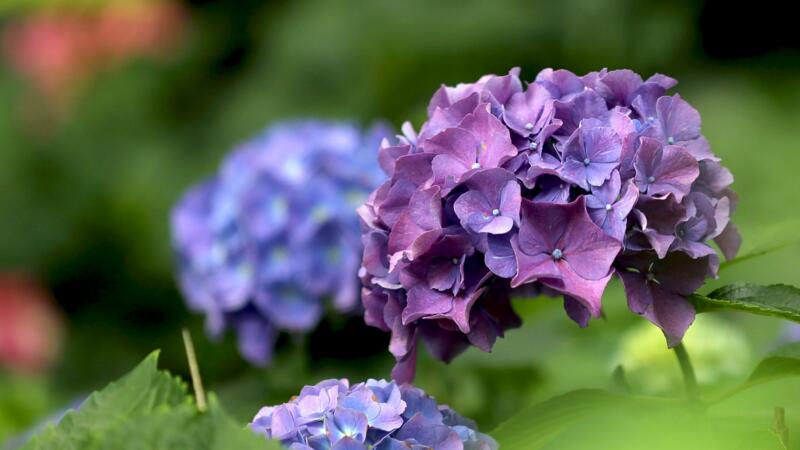 繡球花花語