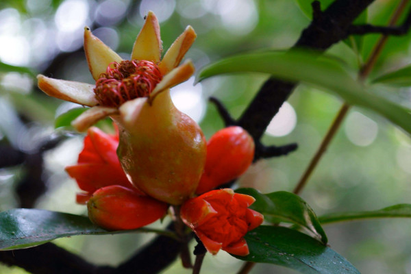 石榴樹(shù)怎么催芽