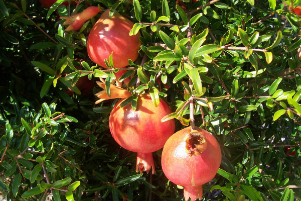 石榴樹(shù)怎么催芽