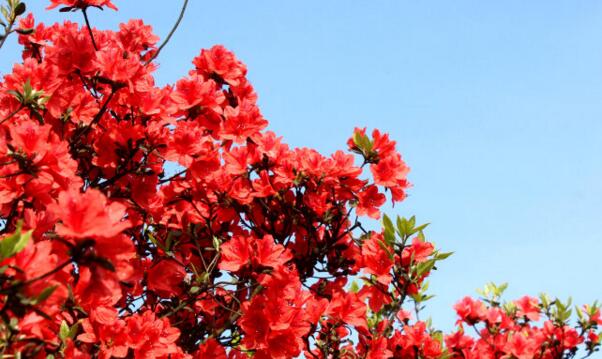 杜鵑花花語和寓意