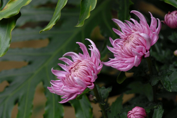 菊花花語 清明節